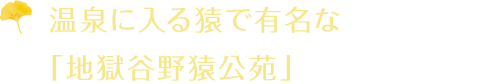 温泉に入る猿で有名な「地獄谷野猿公苑」