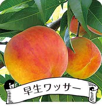 早生ワッサー