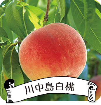 川中島白桃